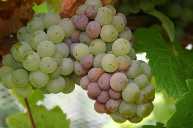 Thumbnail for Managing botrytis in wine grapes