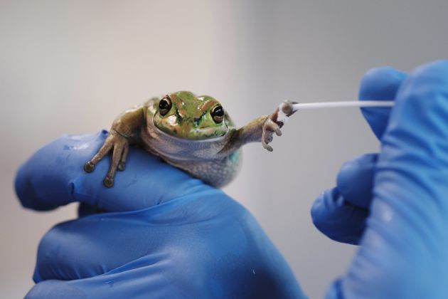 Thumbnail for Spa-like shelters offer hope for frogs battling fatal fungal disease