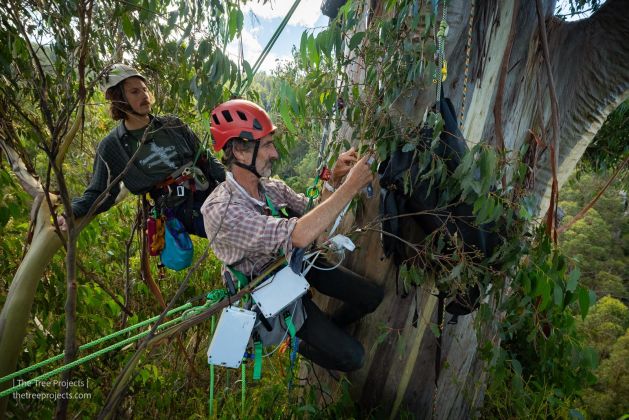 Thumbnail for Professor Tim Brodribb joins Australia’s most esteemed scientific Fellows