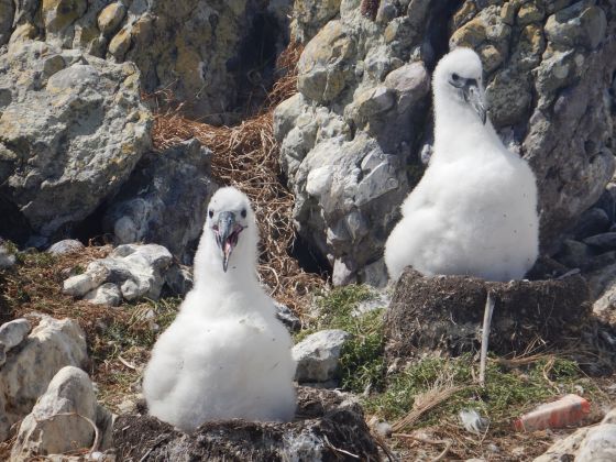 Thumbnail for Extreme weather threatens survival of seabirds and seals