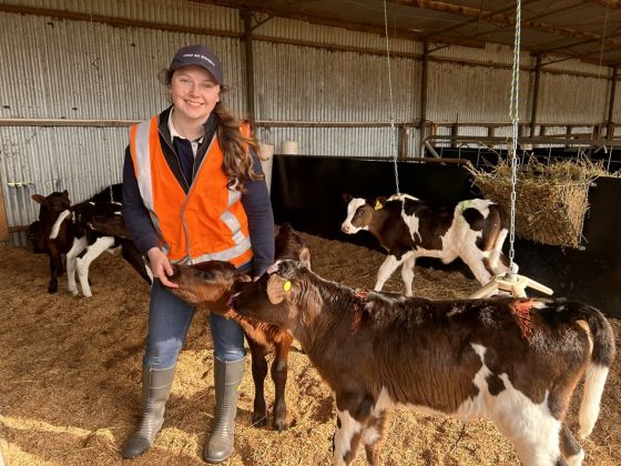 Thumbnail for Enrichment trial gives dairy calves the best start in life