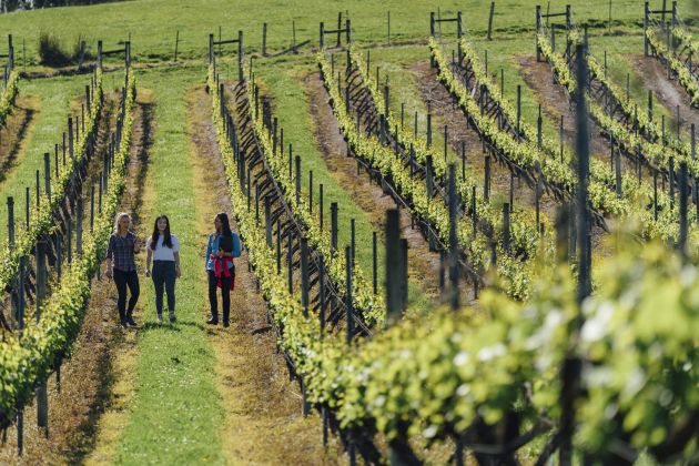 Thumbnail for A boost for Tasmania's wine sector