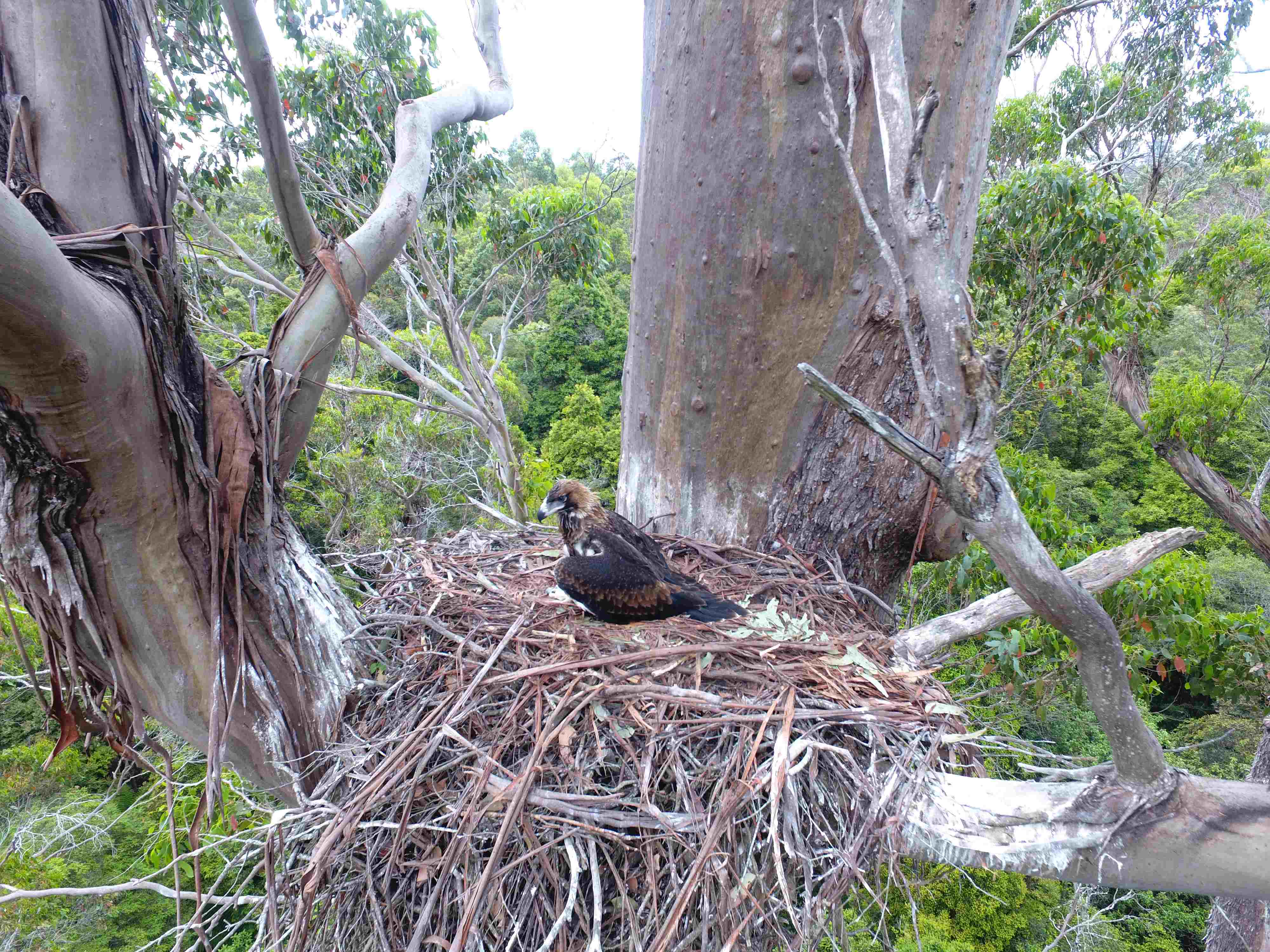 Ernie the wedge-tailed eagle